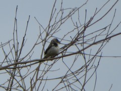 Sporophila telasco