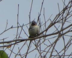 Sporophila telasco