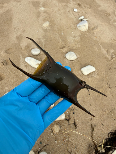 Raja undulata