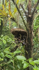 Bactris setosa, photograph author not stated, no rights reserved