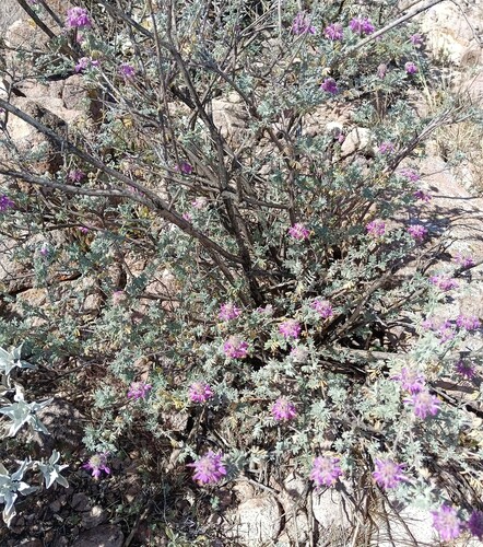 Dalea bicolor, photograph 3