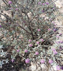 (c) Jose Luis Leon de la Luz, some rights reserved (CC BY) Dalea bicolor, photograph (c) Jose Luis Leon de la Luz, some rights reserved (CC BY)