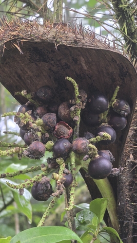 Bactris setosa, photograph 6