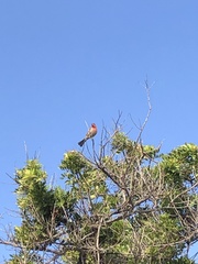 Haemorhous mexicanus