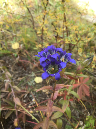 Parry's gentian (Gentiana parryi)
