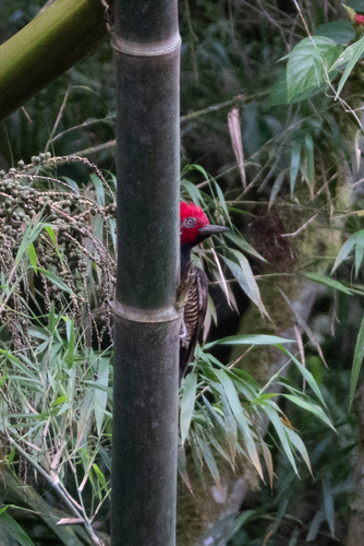 Guayaquil Woodpecker (Campephilus gayaquilensis), photo 9