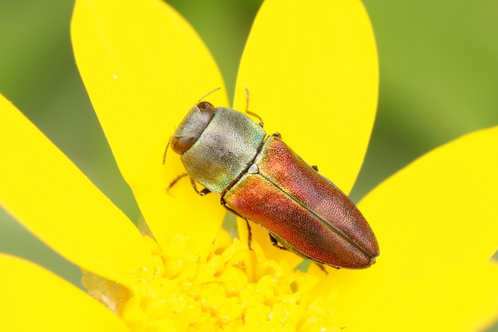 Anthaxia cichorii