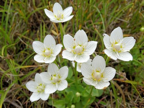 marsh grass-of-Parnassus