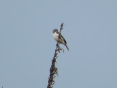 Sporophila telasco
