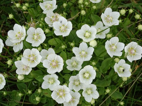 marsh grass-of-Parnassus