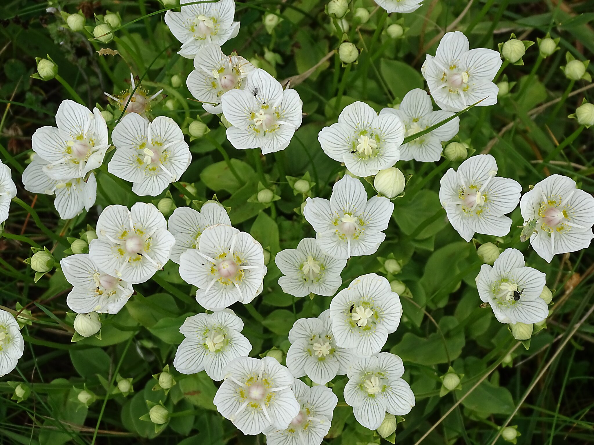 Parnassia palustris