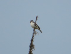Sporophila telasco