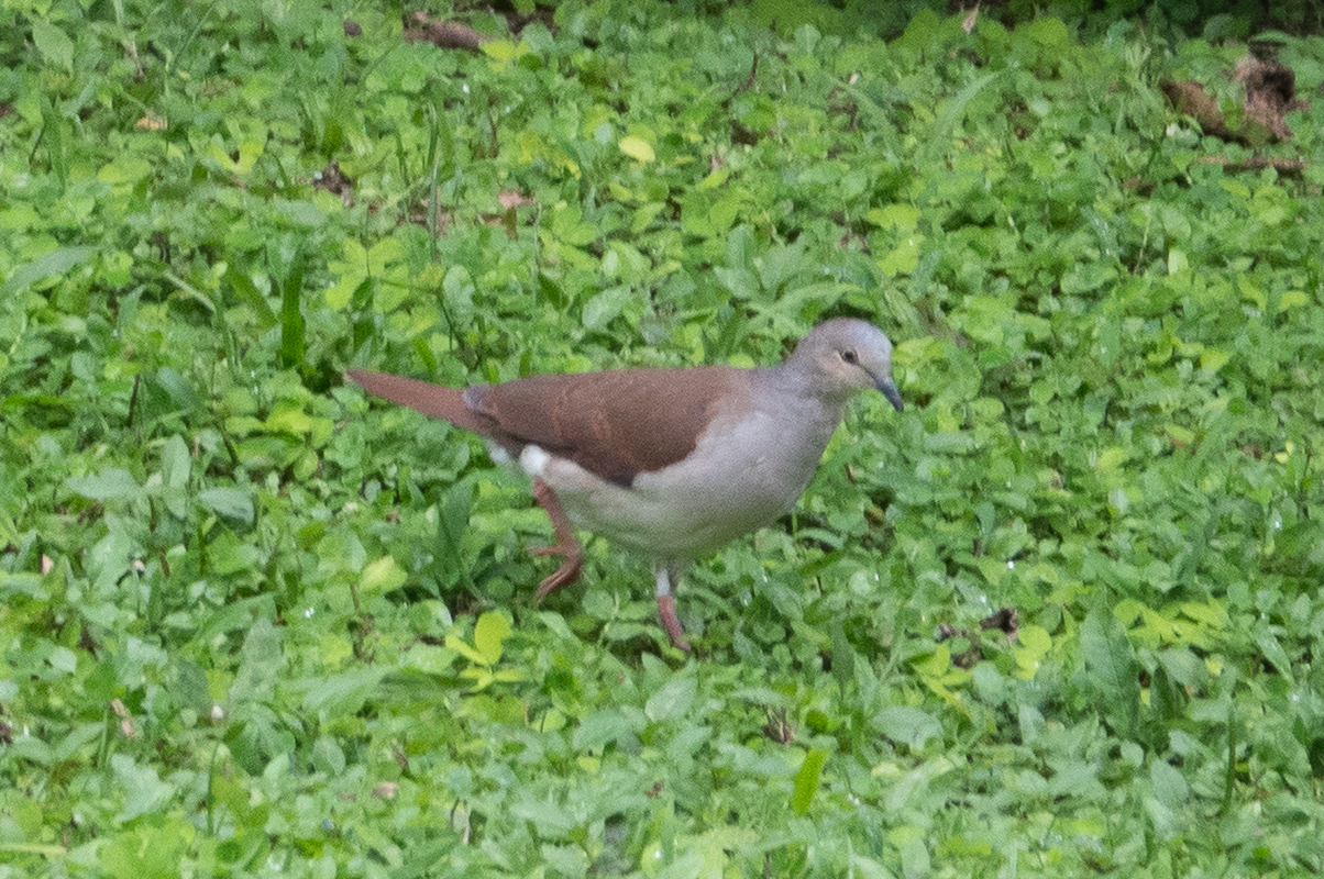 Pallid Dove (Leptotila pallida), photo 9
