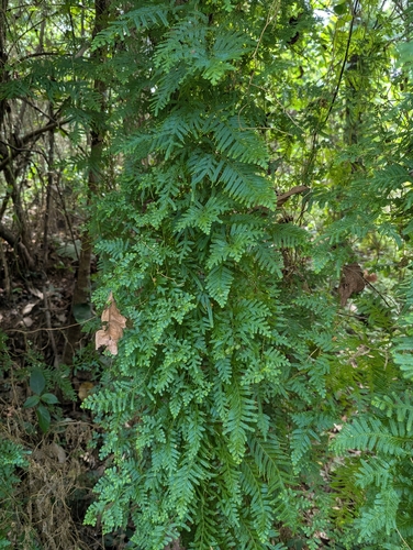 Selaginella myosurus