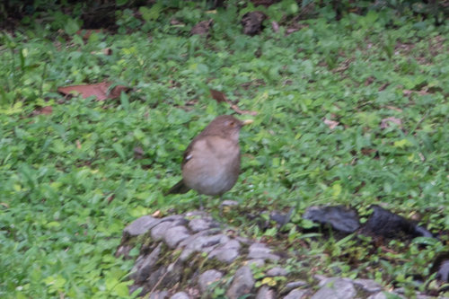 Ecuadorian Thrush (Turdus maculirostris), photo 5