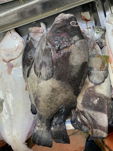 Brick seabass (Acanthistius pictus) — Serranidae — 4