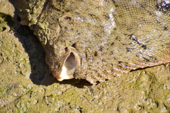 Common Freshwater Sole photo 2