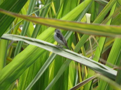 Sporophila telasco