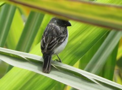 Sporophila telasco