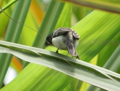 Sporophila telasco