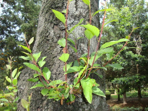 Andean Alder