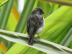Sporophila telasco