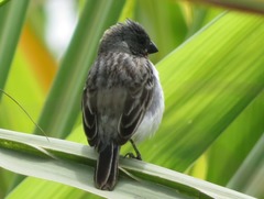 Sporophila telasco