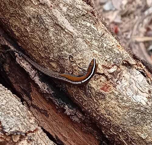 Wiegmann's Striped Gecko