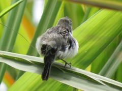 Sporophila telasco