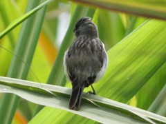 Sporophila telasco