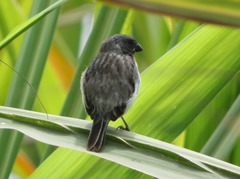 Sporophila telasco