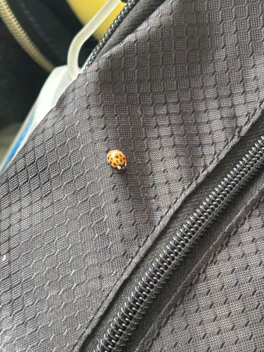 Asian Lady Beetle