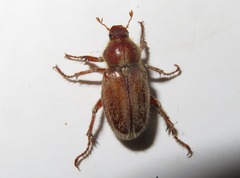 Ceraspis