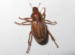 Ceraspis