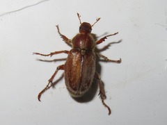 Ceraspis
