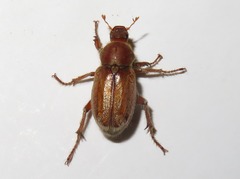 Ceraspis
