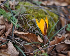 Crocus angustifolius
