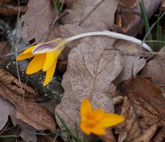 Crocus angustifolius