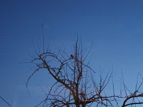 View observation of {o.common_name} on iNaturalist