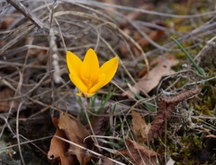 Crocus angustifolius