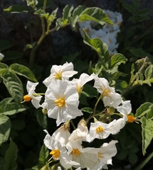 Solanum maglia