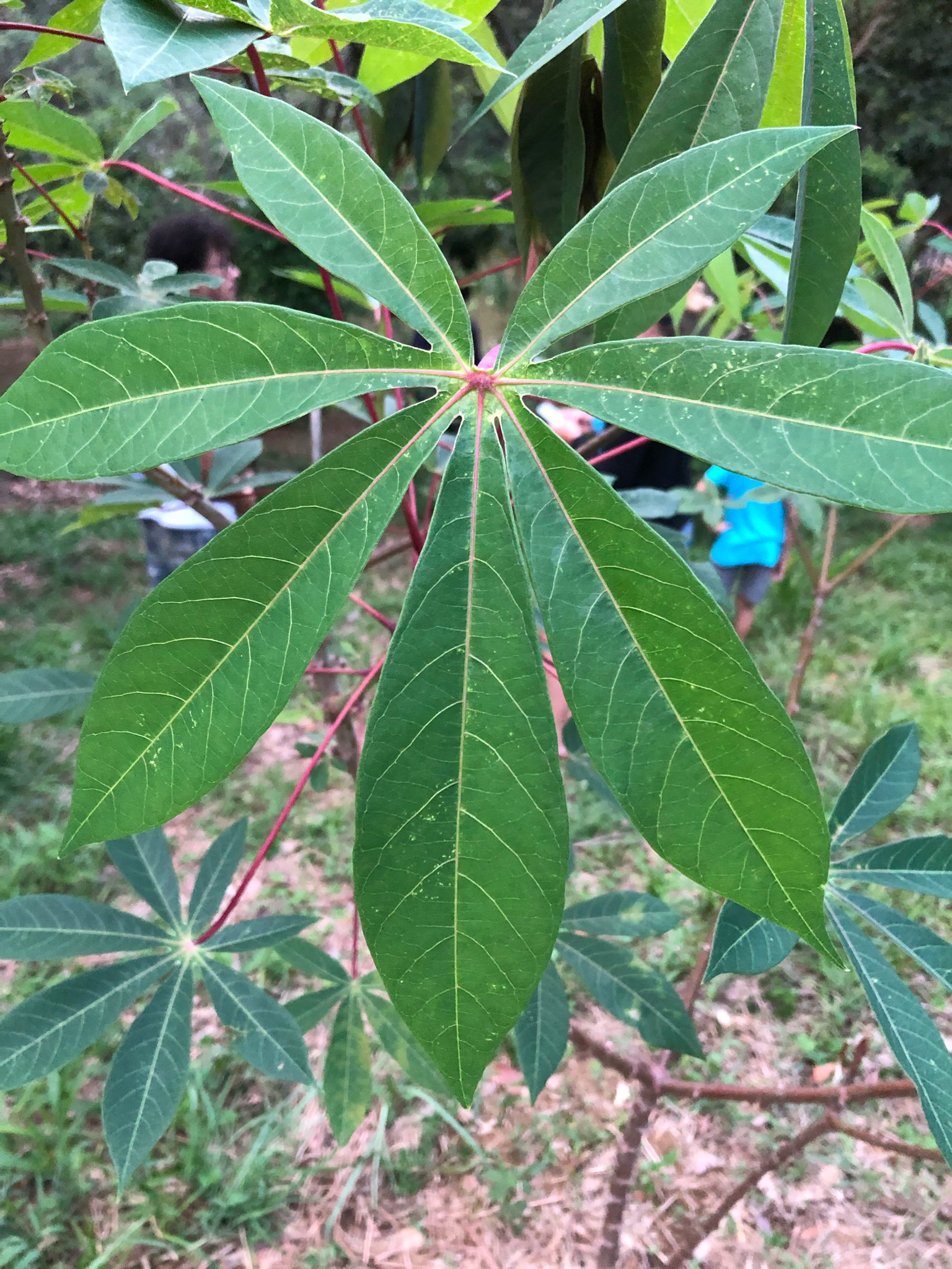 Manihot esculenta