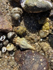 Hesperaptyxis ambustus