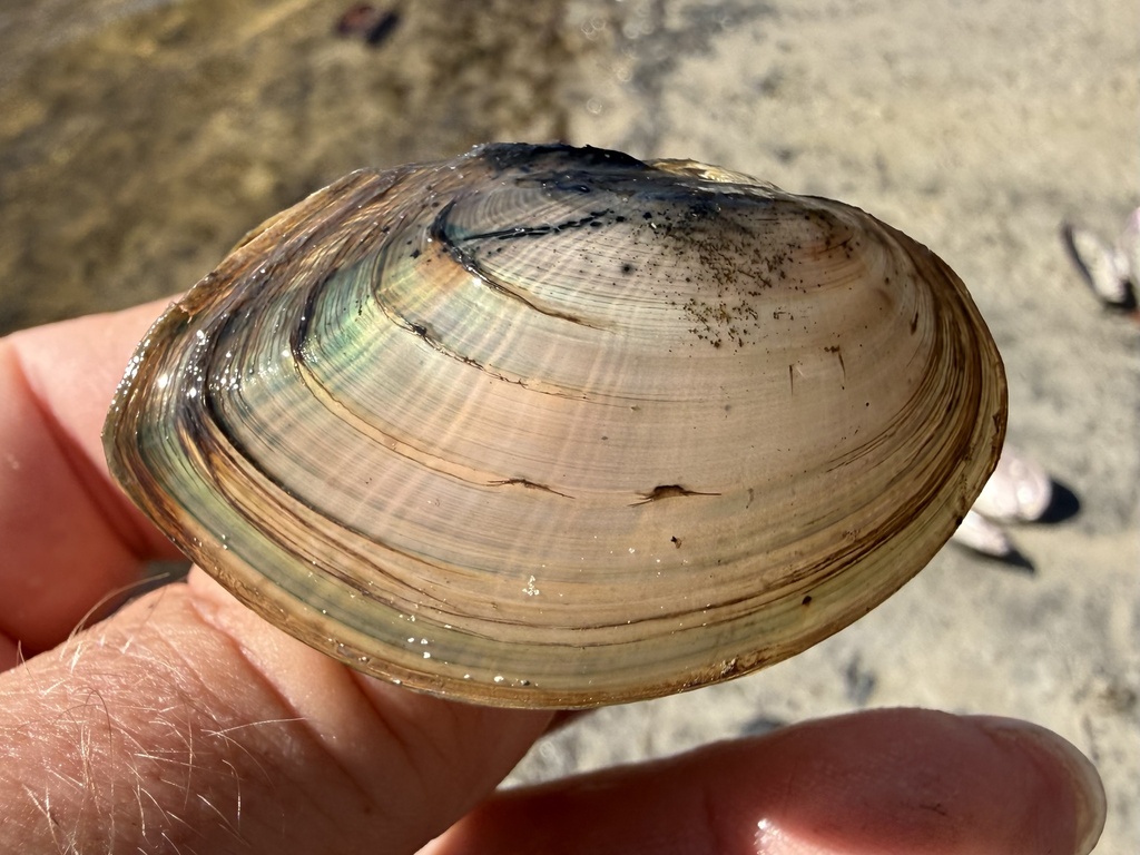 Barrel Floater