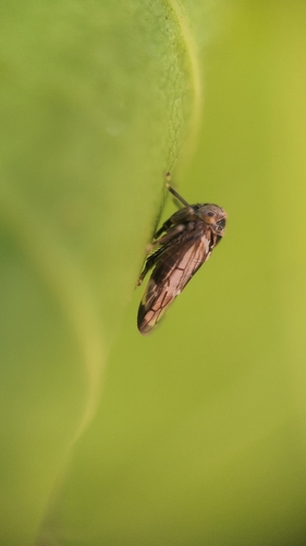 Mango leafhopper