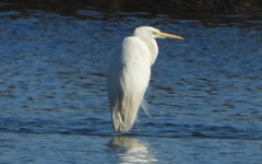 Ardea alba