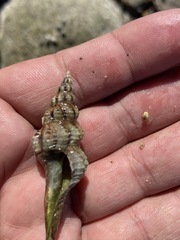 Hesperaptyxis ambustus