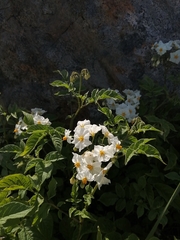 Solanum maglia