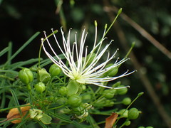 Maerua rosmarinoides