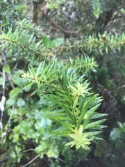 Podocarpus nubigenus
